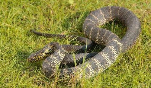 国产菜花蛇,探寻神秘国宝的传奇故事