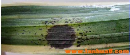 水霉100国产,全球水霉问题现状与挑战