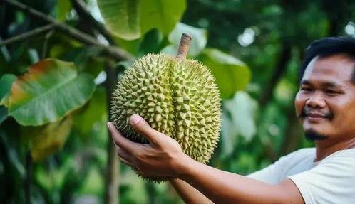 中国产榴莲吗,中国榴莲种植现状与发展前景
